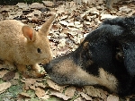 2 potes