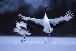 Grues du Japon qui s\